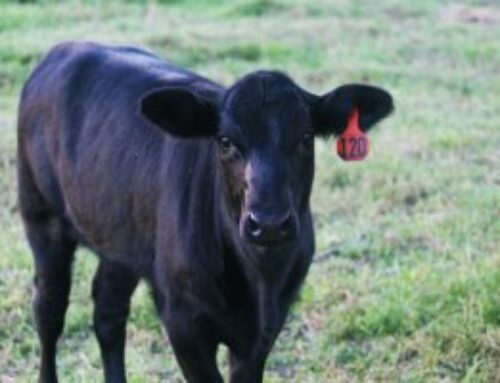 Cattle Transparency Act Should Not Mandate Cash Purchases