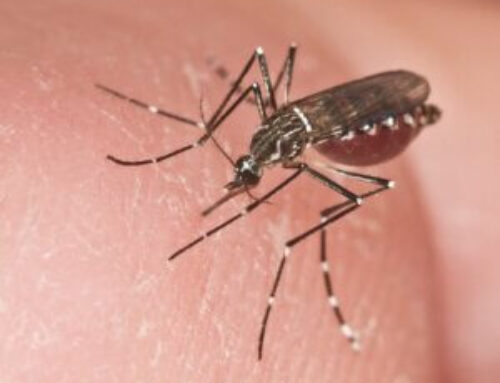 What to Know about Mosquitoes and Hurricane Recovery