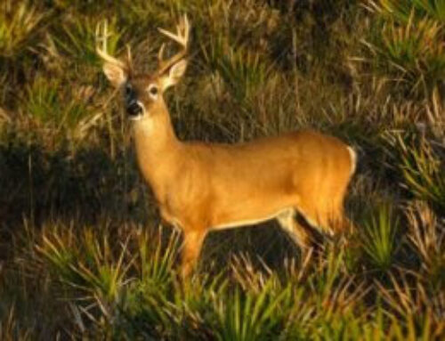 Deer Depredation in Florida Panhandle